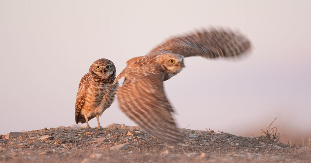 Pair of Burrowing Owls.